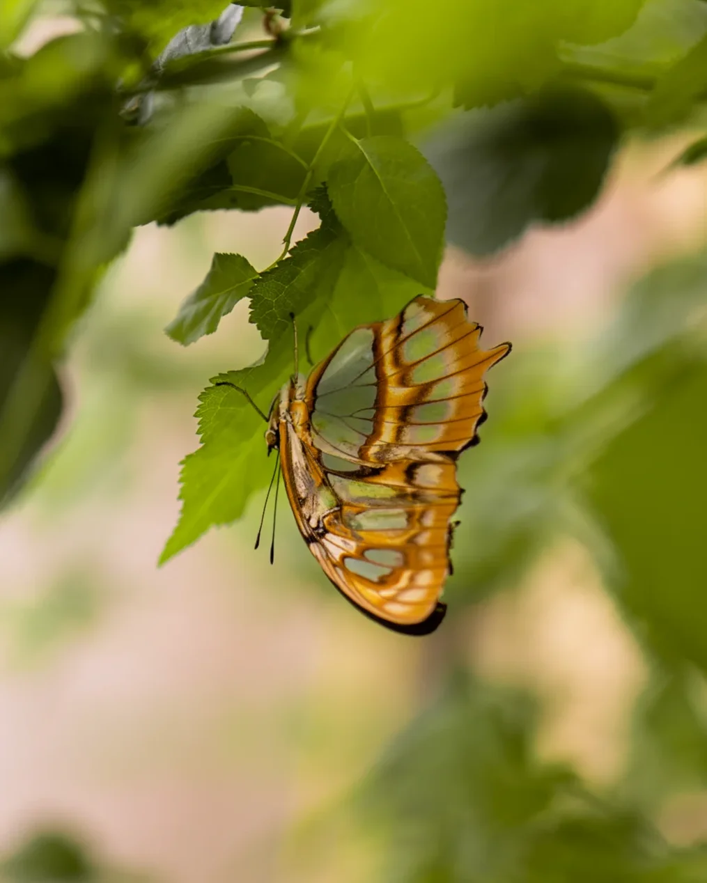 ZOO Bojnice motyl