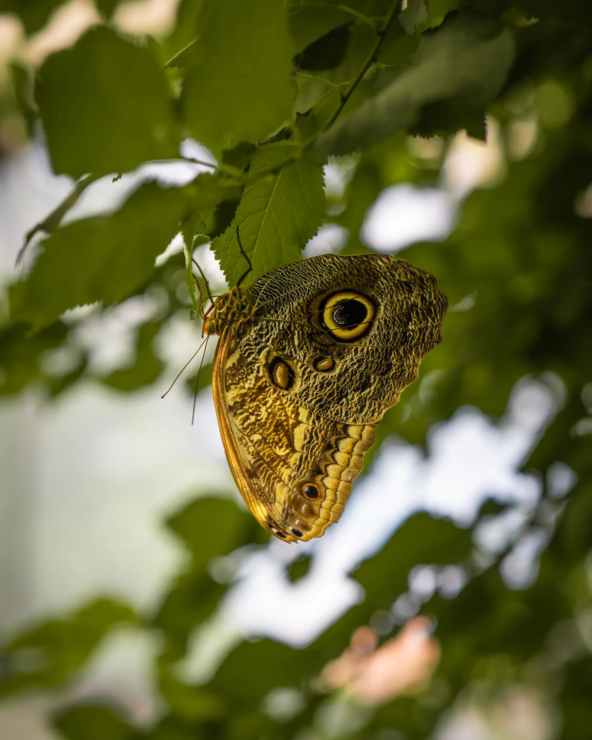 ZOO Bojnice motyl