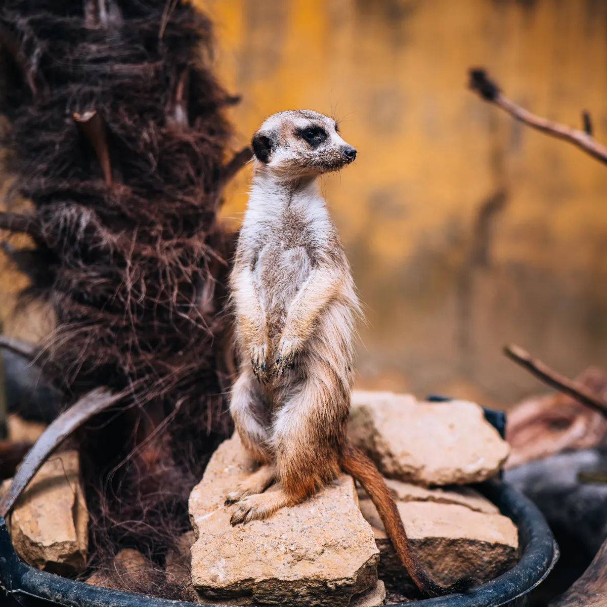 ZOO Bojnice surykatka