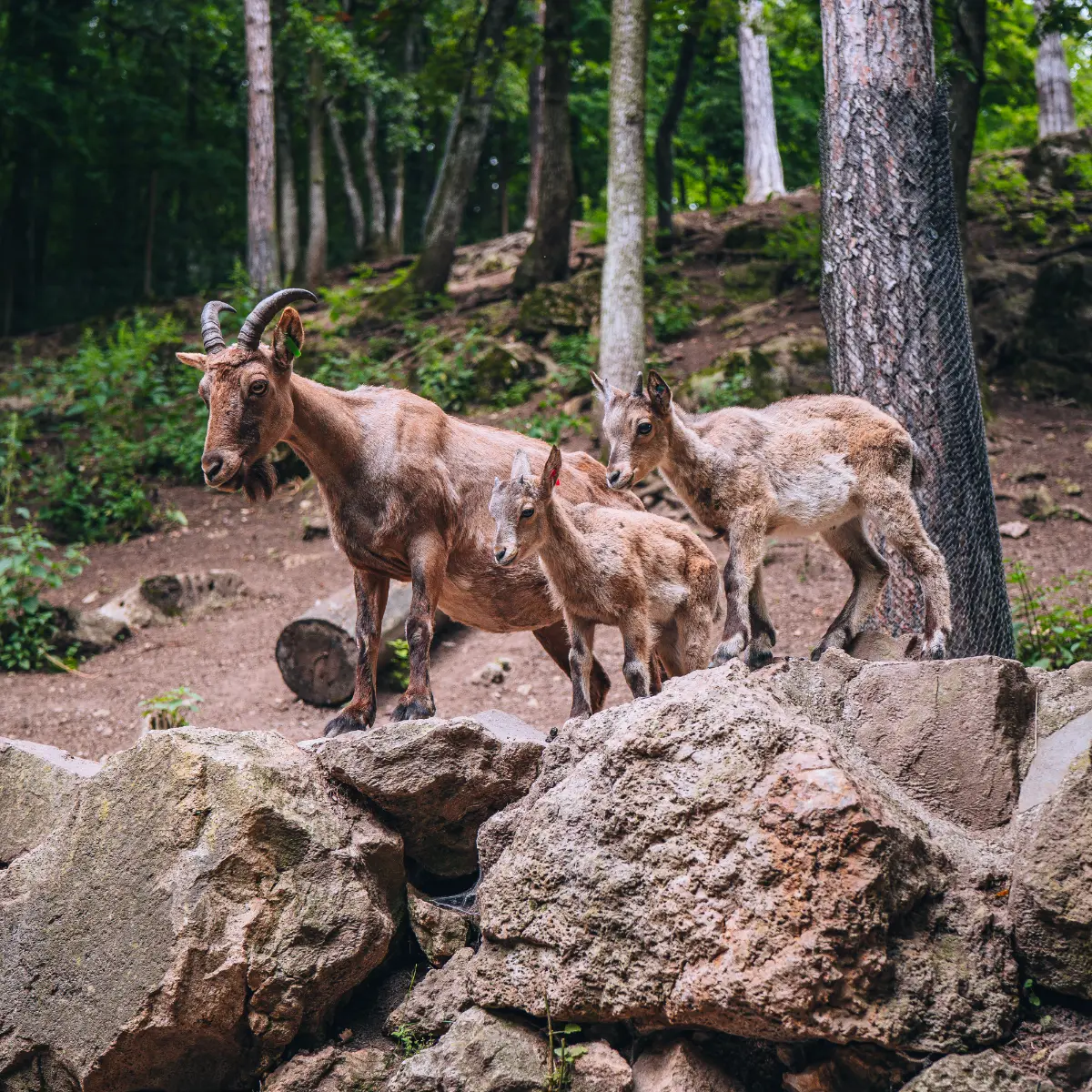 ZOO Bojnice koziorożec kaukaski