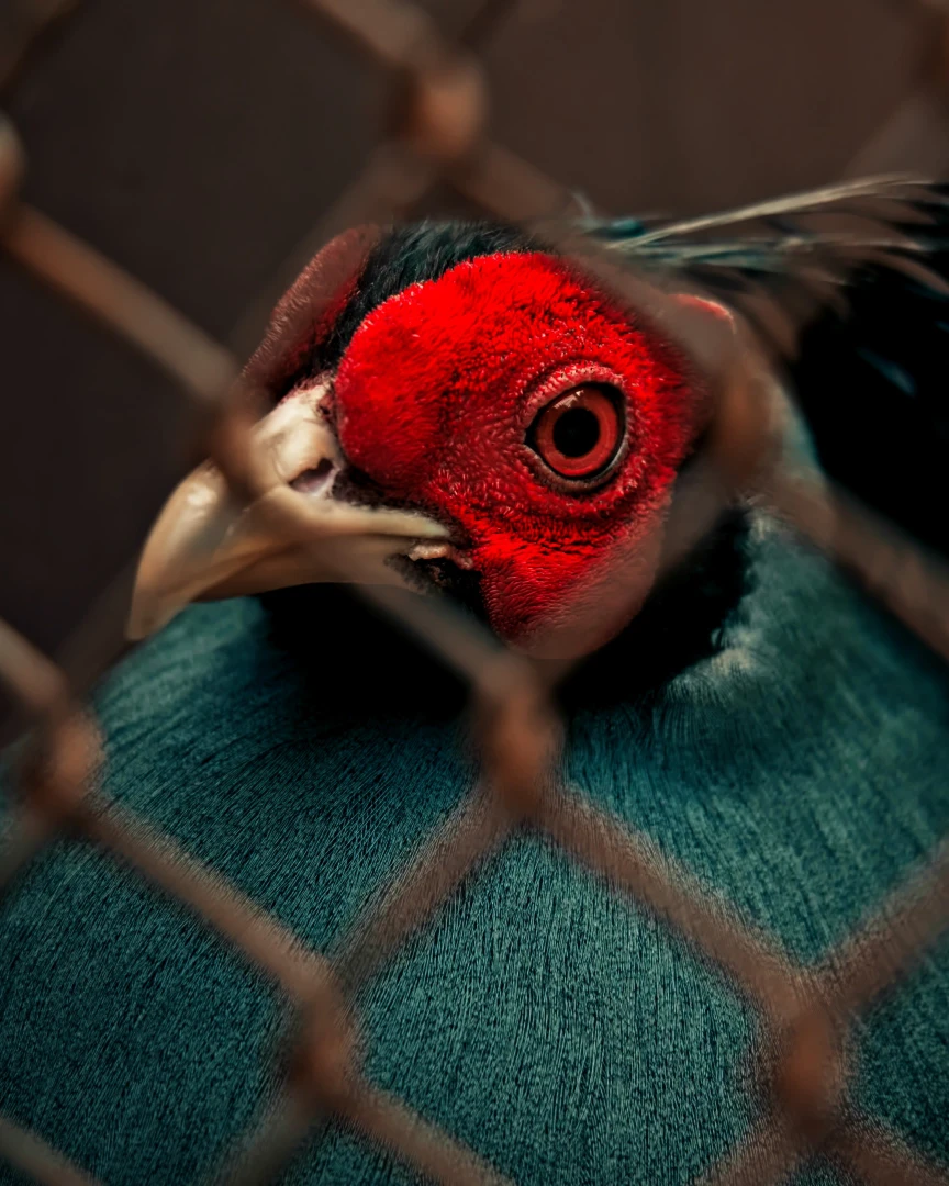 ZOO Bojnice bażant syjamski