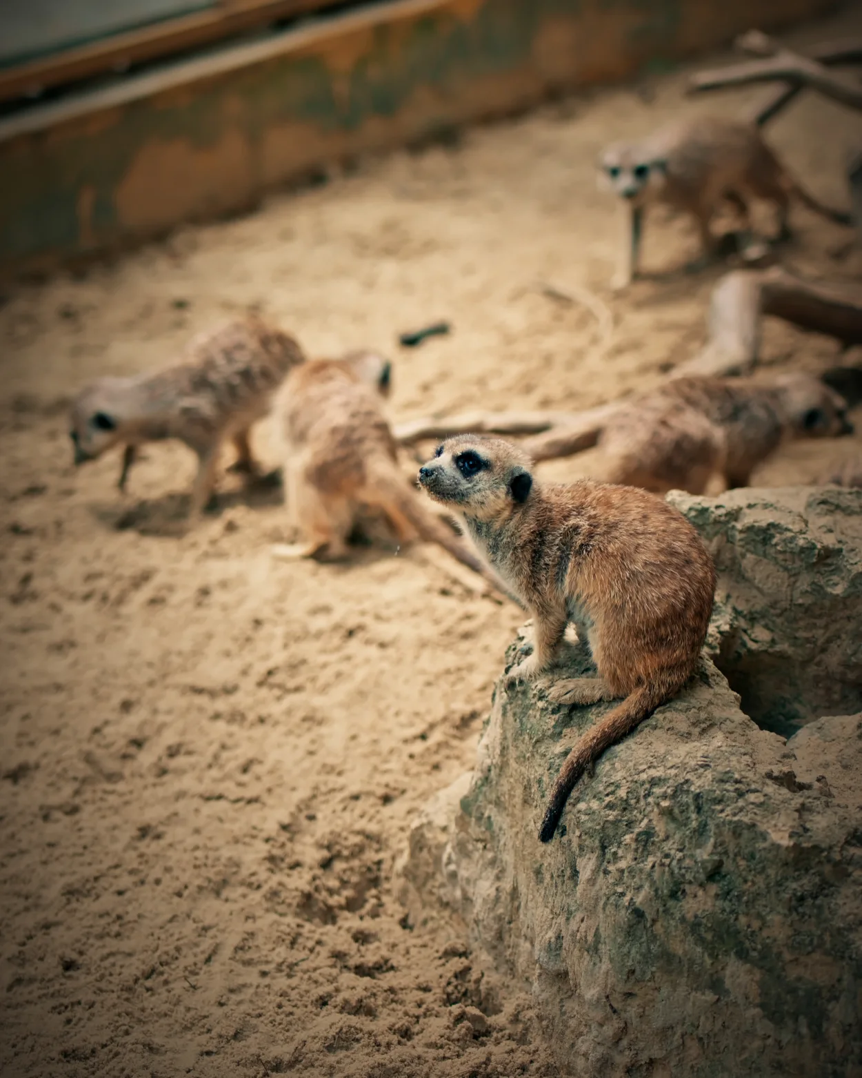 ZOO Bojnice surykatki