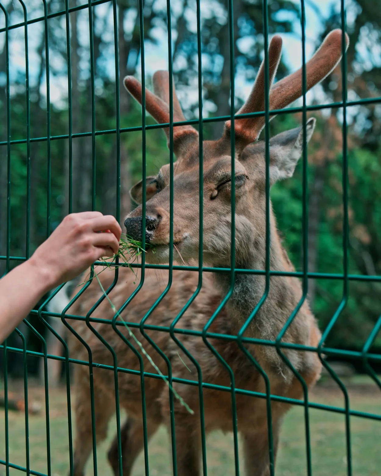 ZOO Bojnice daniel mezopotamski