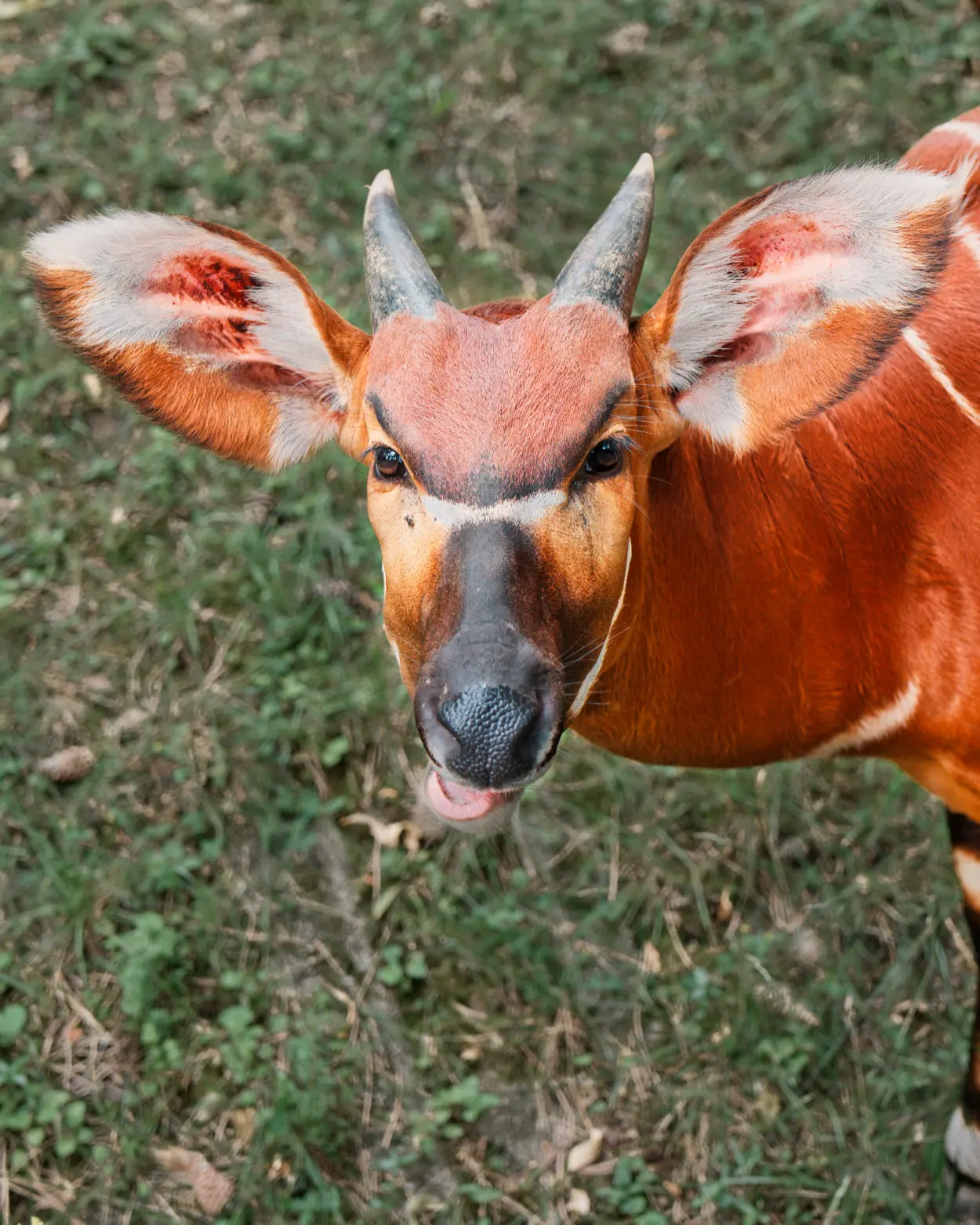 ZOO Bojnice antylopa bongo