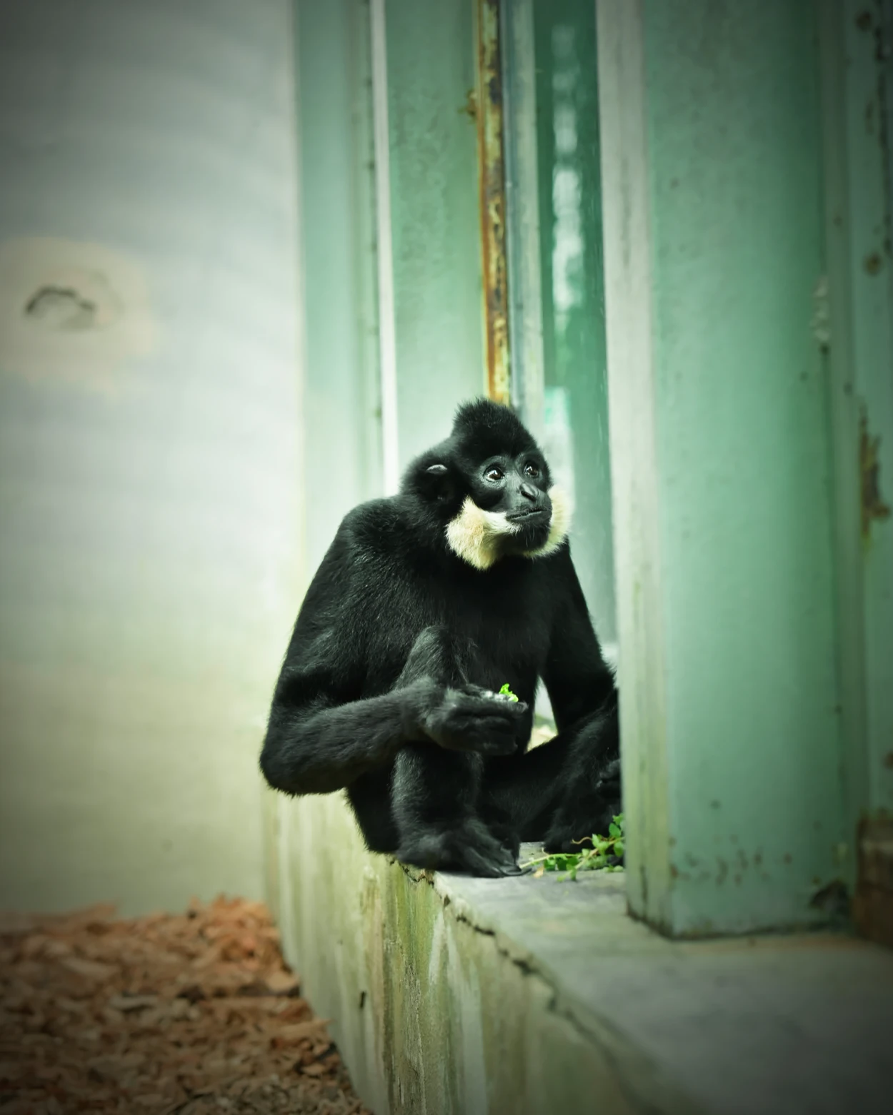 ZOO Bojnice gibon
