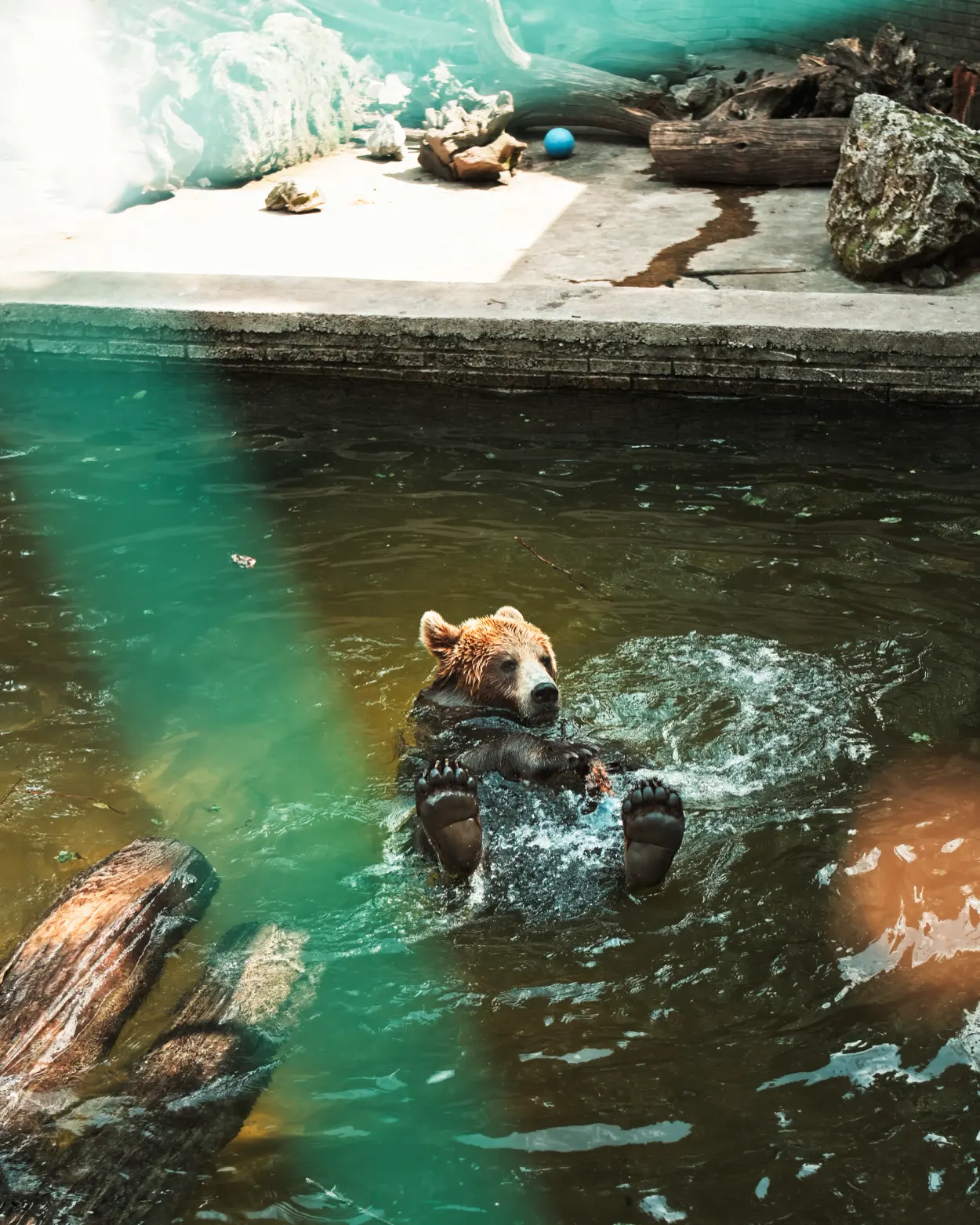 ZOO Bojnice niedźwiedź brunatny