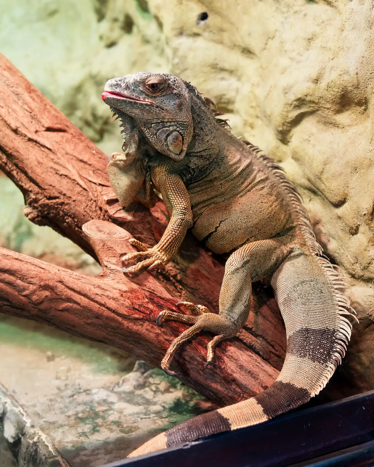ZOO Bojnice legwan kubański