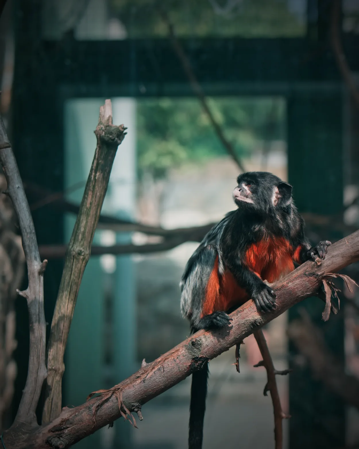 ZOO Bojnice tamaryna czerwonobrzucha