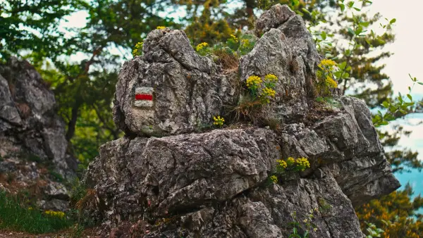 kosutova-clanok-2